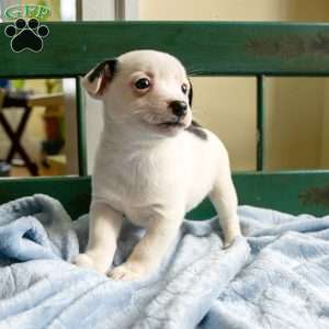 Ranae, Jack-A-Ranian Puppy